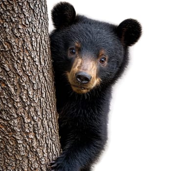 Animal isolated on transparent background. Adorable black bear Ursus americanus cub climbing tree fluffy black fur curious expression Animal photography.