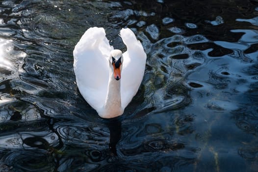 white swan swims on the dark blue water in the lake