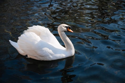 white swan swims on the dark blue water in the lake