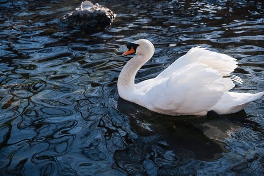 white swan swims on the dark blue water in the lake