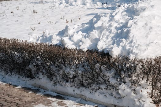 branches of bushes on the alley under the snow in winter