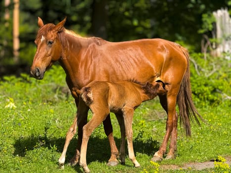 Brown mare nursing foal on green meadow with wildflowers. Outdoor nature scene in rural setting. High quality photo