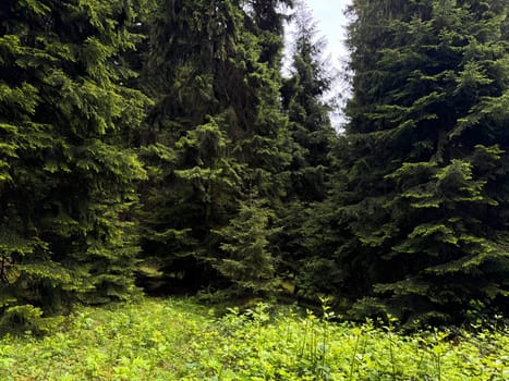 Dense green forest with tall pine trees and lush undergrowth. Nature landscape photography capturing the essence of wilderness and serenity. High quality photo