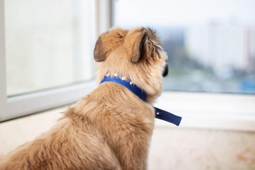 A fawncolored dog from the Sporting Group stands on a wooden couch, wearing a collar, looking out a window. As a carnivore, it is a loyal companion dog with a wagging tail