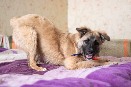 A dog is lying on a purple blanket on a bed. The canine, likely of a companion breed, presents a fawn coat color. Its snout suggests it may be a terrestrial animal, perhaps a bit bored