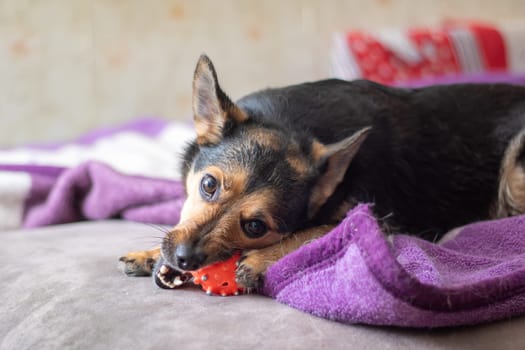 A small dog is lying on a purple blanket, happily chewing on a toy. The dog is a carnivorous pet with ears, a snout, whiskers, and paws. The blankets color is magenta