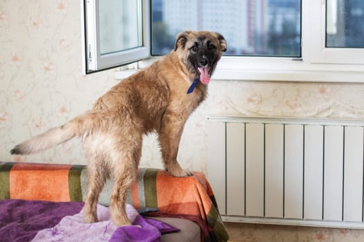 A brown dog, a carnivorous animal of a specific breed, is standing on a bed by a window, with a fawn collar. It appears to be a companion dog, with its tail wagging