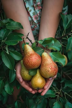 Harvest in the hands of a woman in the garden. Selective focus. nature.