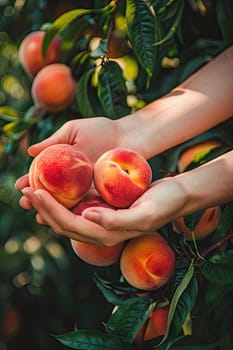 Harvest in the hands of a woman in the garden. Selective focus. nature.