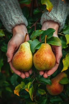 Harvest in the hands of a woman in the garden. Selective focus. nature.