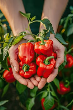 Harvest in the hands of a woman in the garden. Selective focus. nature.