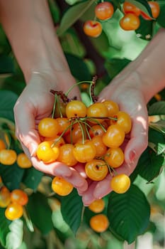 Harvest in the hands of a woman in the garden. Selective focus. nature.