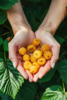 Harvest in the hands of a woman in the garden. Selective focus. nature.