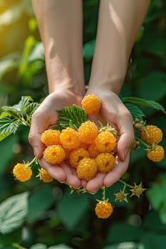 Harvest in the hands of a woman in the garden. Selective focus. nature.