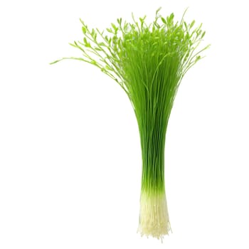 Rice microgreens Oryza sativa delicate green leaves with white stems elegantly arranged Microgreen super food. Microgreen isolated on transparent background.