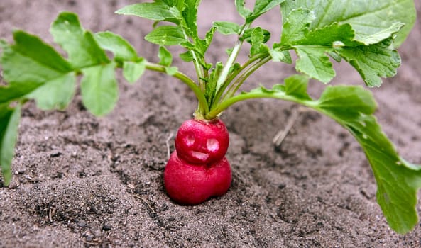 Close-up of a single red radish growing in the soil of a greenhouse...