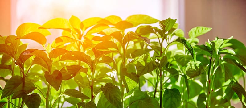 A close-up photograph of a vibrant cluster of green leaves basking in the warm glow of sunlight. The leaves are illuminated from behind, creating a soft, ethereal effect.