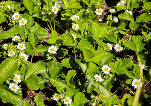 A close-up image showcasing a patch of strawberry plants in full bloom. The vibrant green leaves are covered in delicate white flowers, hinting at the sweet fruit to come. The image captures the beauty of natures cycle, promising a fruitful harvest.