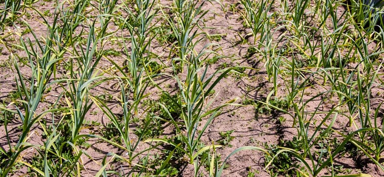 A close-up image of a row of green garlic plants growing in a garden bed. The plants are tall and healthy, with long, green leaves. The ground is dry and dusty, and the sun is shining brightly.