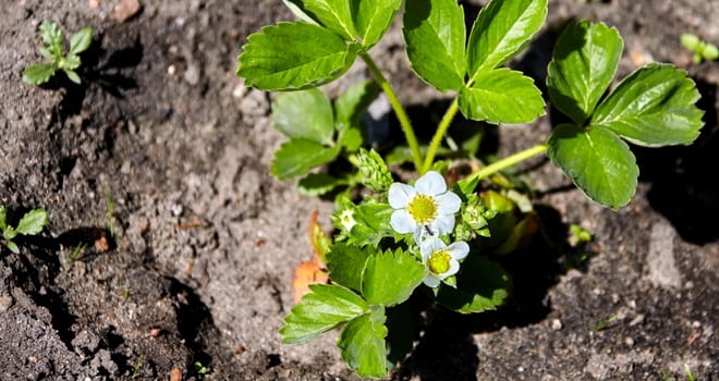 A close-up view of a strawberry plant blooming in a garden. The plant has several white flowers and large, green leaves. The soil is a light brown color and there are other plants growing nearby. The sun is shining brightly on the scene.