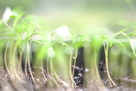 Soft focus on group of green sprouts growing out from soil. Eco concept