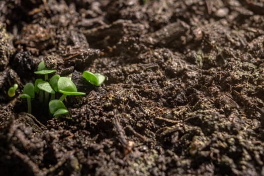 Group of green sprouts growing out from soil. Eco concept