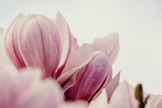 Magnolia Sulanjana flowers with petals in the spring season. the beautiful pink magnolia flowers in spring, selective focusing.