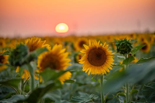 Field sunflowers in the warm light of the setting sun. Summer time. Concept agriculture oil production growing