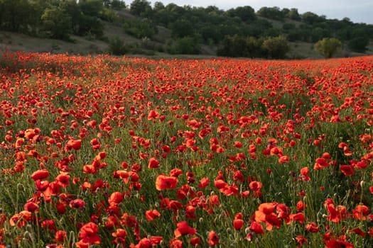 A field of red poppies with a blue sky in the background