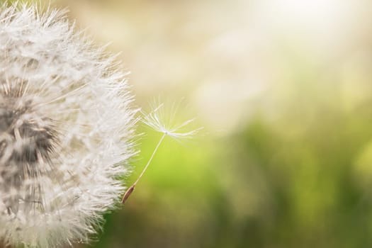 Close up dandelion seeds on green background.