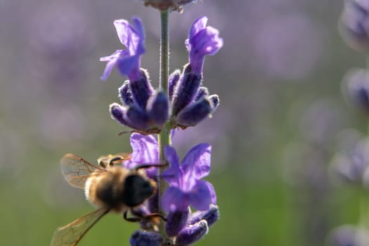 A bee is hovering over a purple flower. The flower is purple and has a fuzzy texture. The bee is small and black