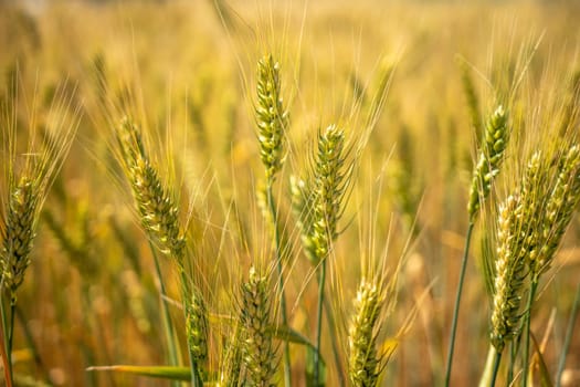 A field of golden wheat with a few brown spots. The wheat is tall and the field is full of it