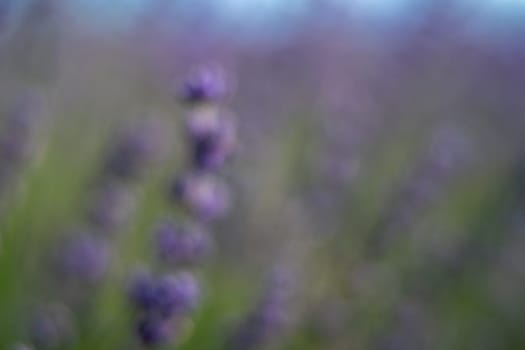 A blurry image of purple flowers with a mood of calmness and serenity. The flowers are in a field and the background is green