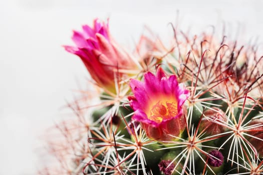 Beautiful little red flowers of cactus , seasonal flowers 