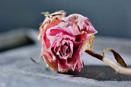 Pink dried  rose flower  on gray background  , memories and romantic activity