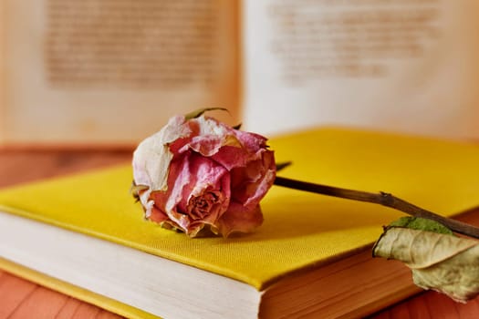 Pink dried flower on old book , memories and romantic activity