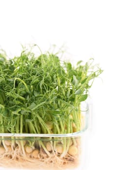 Sprouts of blue peas in a glass container, in dew. Eco-vegan bio-banner for a healthy way of living. Green natural texture background. Close-up.