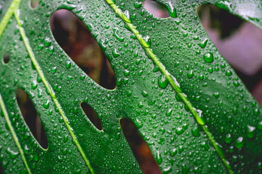 Close up Palm leaves, at the garden of the House of Ipiranga, Petropolis, Brazil.