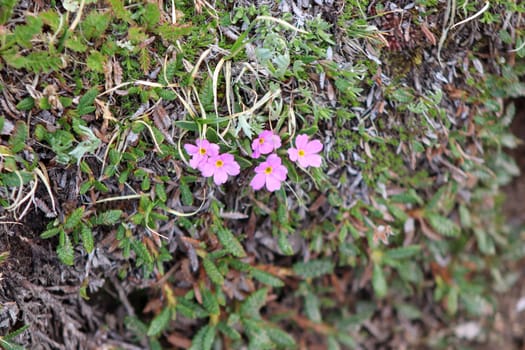 A close up of a purplish pink flowers. High quality photo