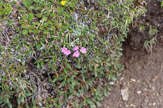 A close up of a purplish pink flowers. High quality photo