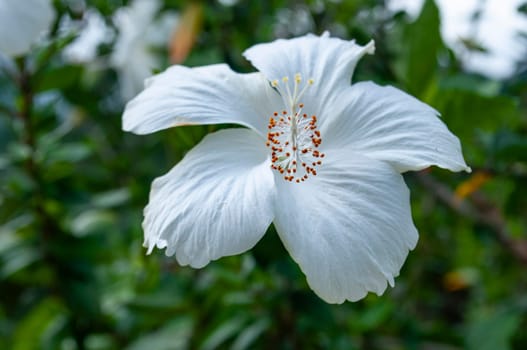 Close up of white hibiscus. Flora concept.
