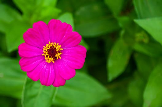 Top view of maroon color lily flower with customizable space for text or message.