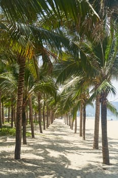 Da Nang, Viet nam - 28.06.2023: Promenade with palm trees and cafes on My Khe beach in Da Nang. High quality photo