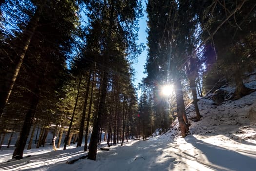 The sun shines through tall spruce trees in a coniferous mountain winter forest in the Almaty mountains.