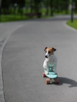 Jack Russell Terrier dog rides a penny board in the park. Vertical photo