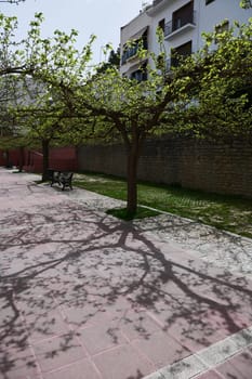 City square with benches and trees shading the pedestrian walkway. Urban background. Arcgitecture