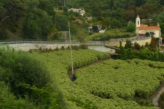 A picturesque view of terraced farmland overlooking a charming Italian village with a white church and a small road winding through the hillside.