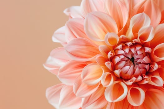 Orange flower close up on beige background in beauty and art theme