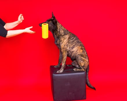 Dog dutch shepherd playing with paint roller in a red room. Renovation concept