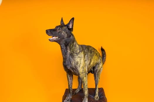 Portrait of a holland shepherd in a studio dark yellow red background